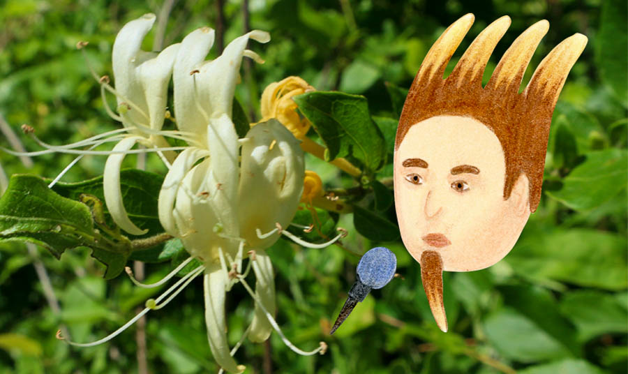 Honeysuckle flowers 90s boy band drawing