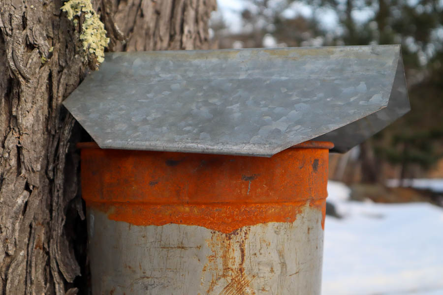 Maple sap pail hanging from a red maple