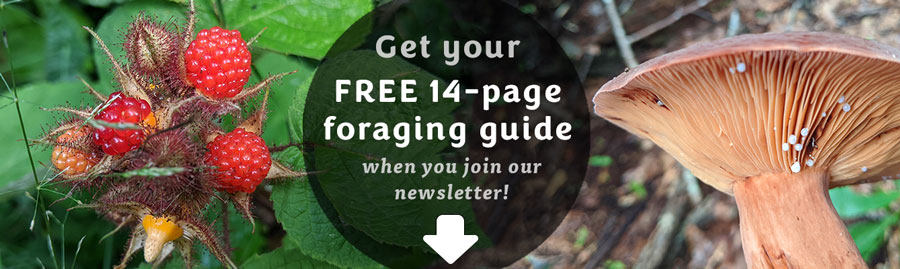 Fresh and foraged newsletter signup