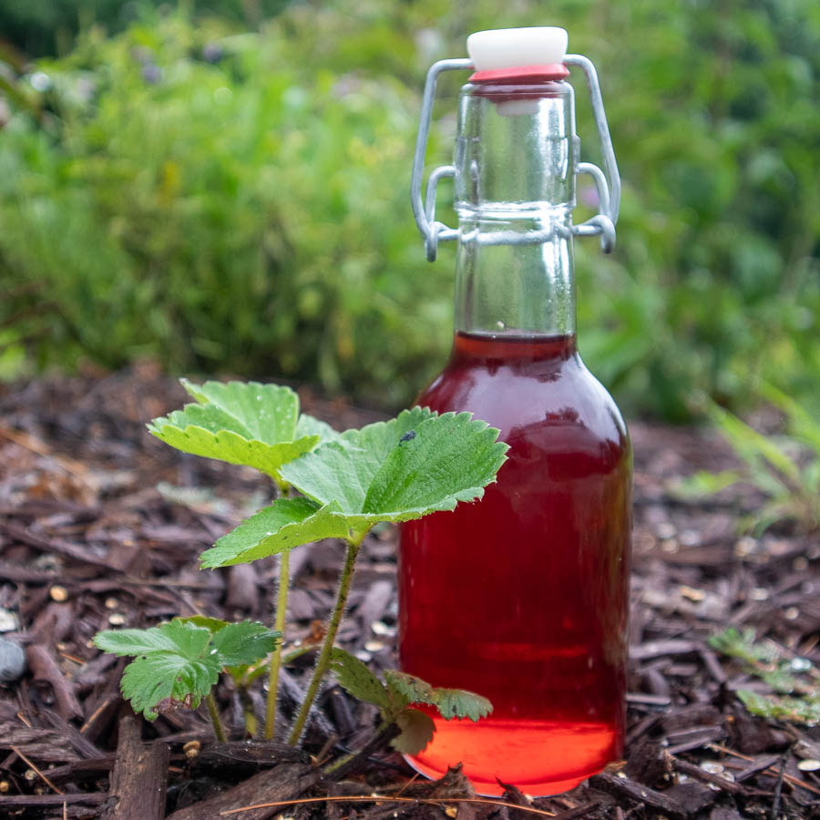 Strawberry pineapple-weed liqueur next to a strawberry plant