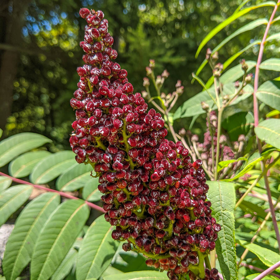 Sumac berries with coating of malic acid