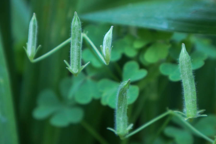 Wood Sorrel Pods