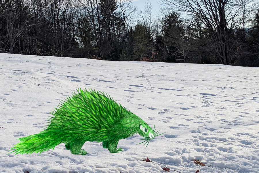 Pierre the porcupine ready to share his favorite edible pine facts!